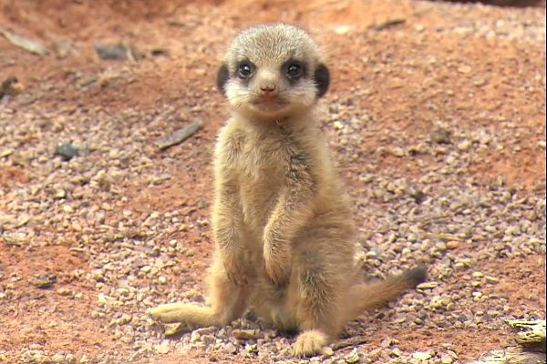 Instead, here is a baby meerkat to cleanse your mental-image palette.